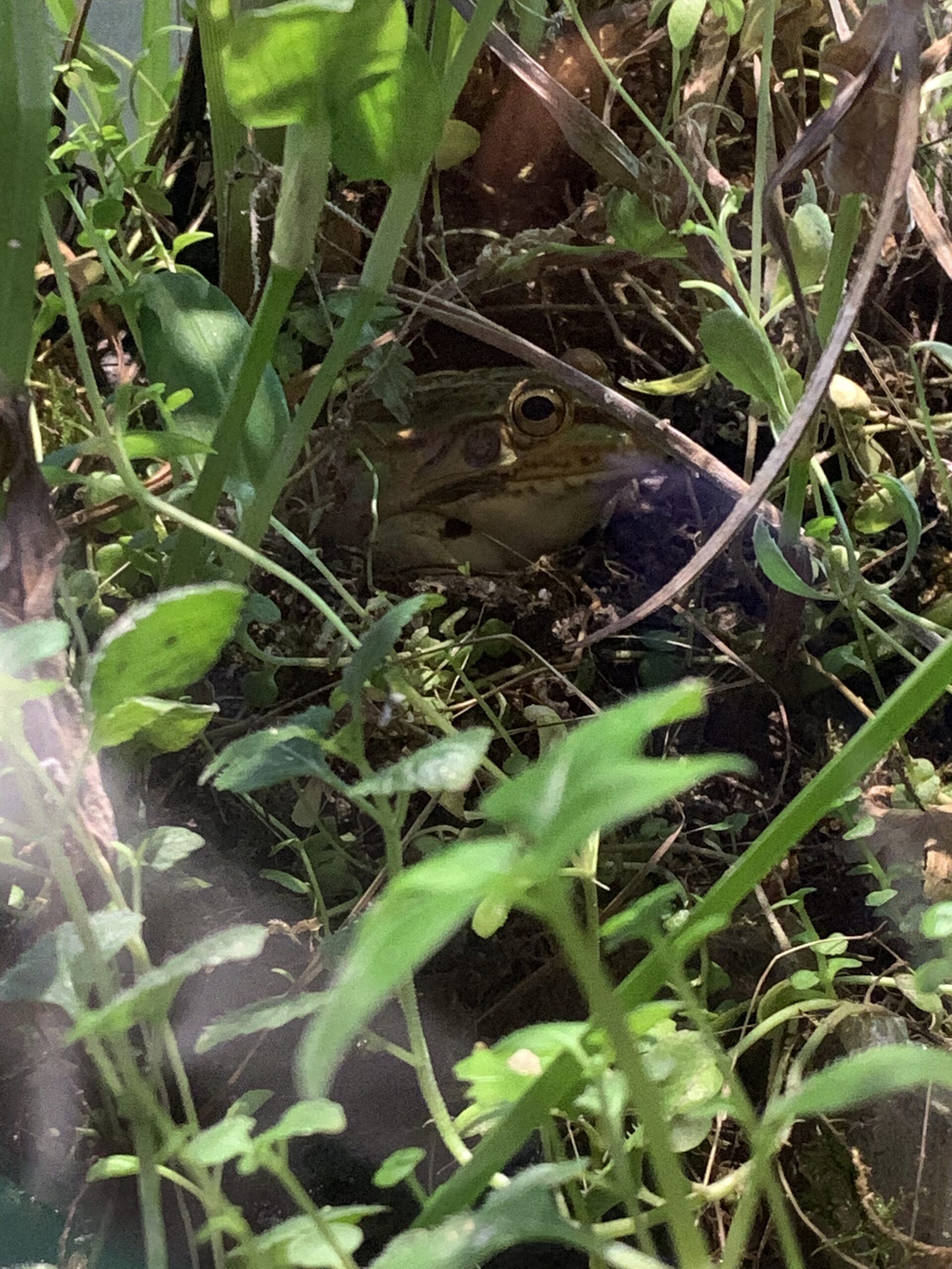 草に隠れるカエル